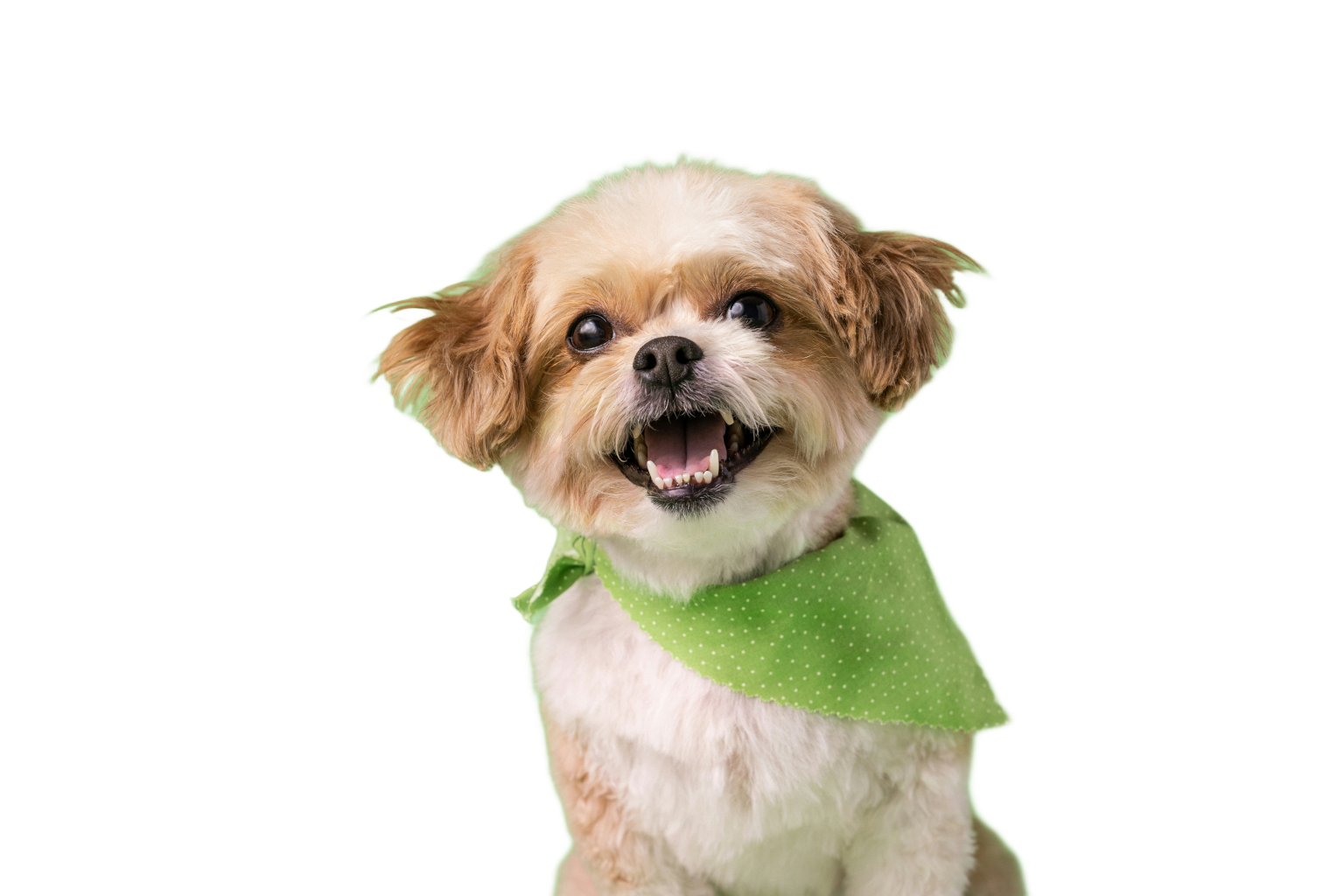 Pet isolated after background removal