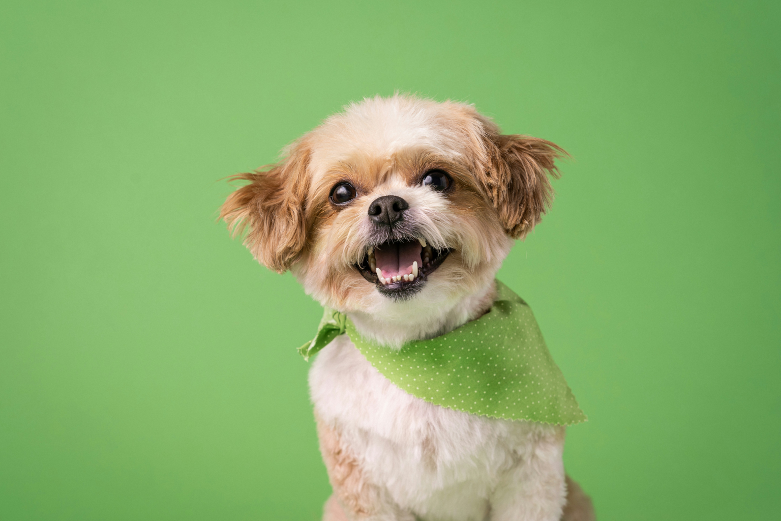Pet photo before background removal